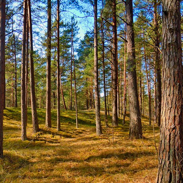 Limpieza de bosques en Ibiza