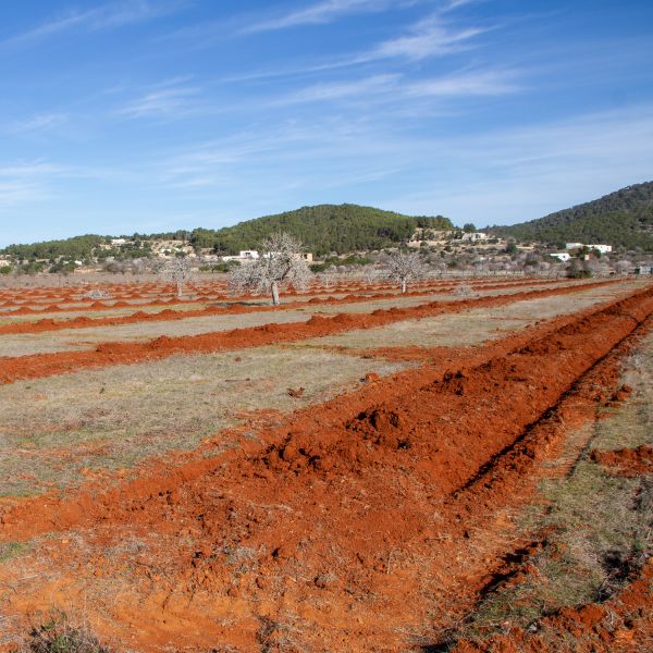preparación suelo siembra Ibiza